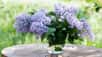 Le lilas reste l’arbuste star du printemps. Ses grappes de fleurs attirent le regard et son parfum sensibilise le nez. À fleurs de couleur violette, blanche ou rose, il va parfaitement se tenir dans un vase et suivez quelques conseils pour en profiter quelques jours de plus.